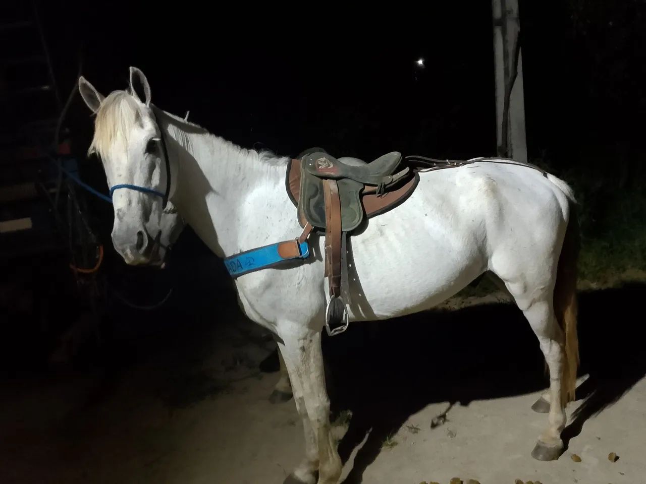 Cavalo de campo  - Foto 3