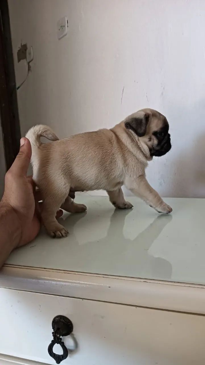 cachorro  - Foto 3