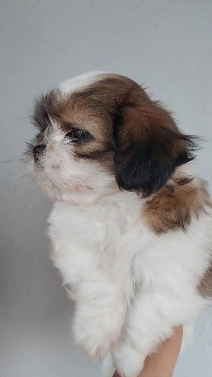 Machinho Shih-tzu  - Foto 2