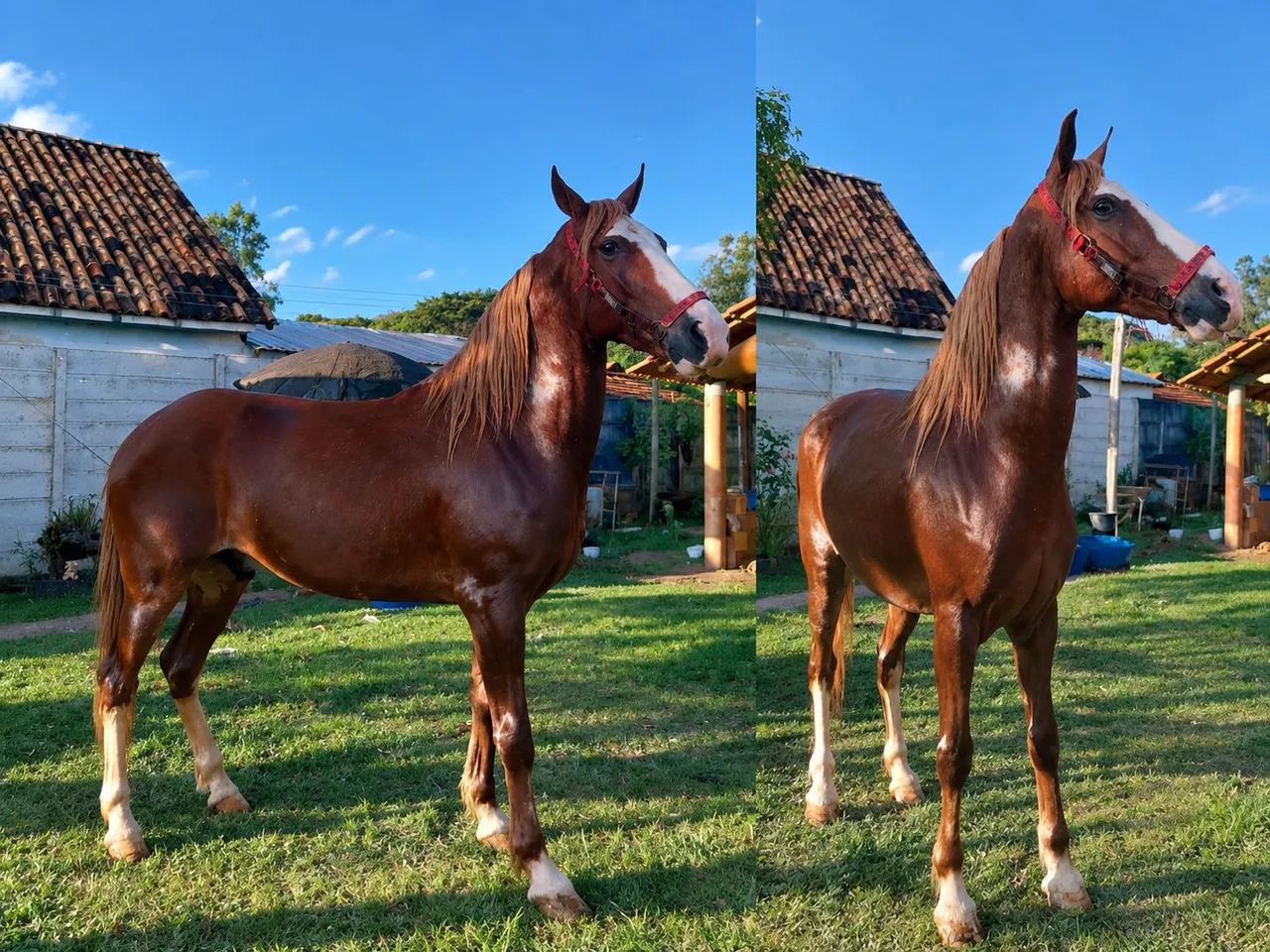 Cavalo 