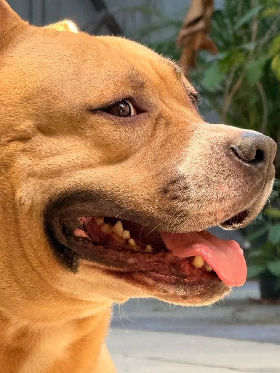 Doação american bully