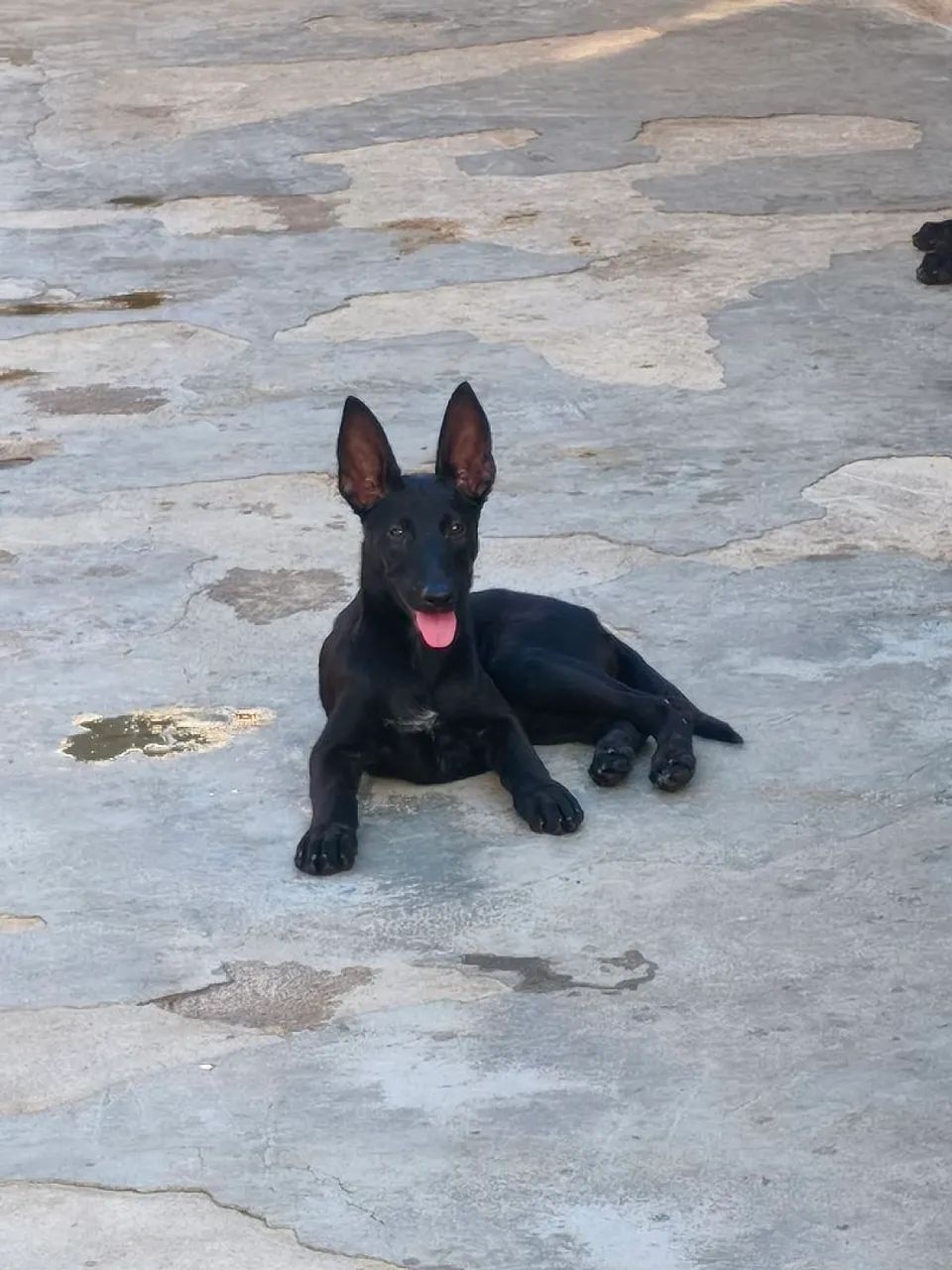 Pastor belga fêmeas CBKC  - Foto 2