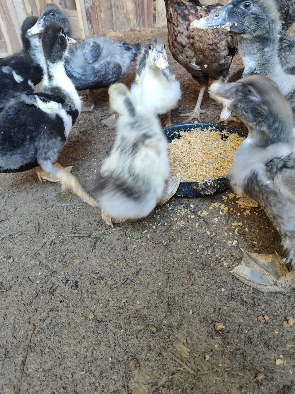 Patos - Foto 4