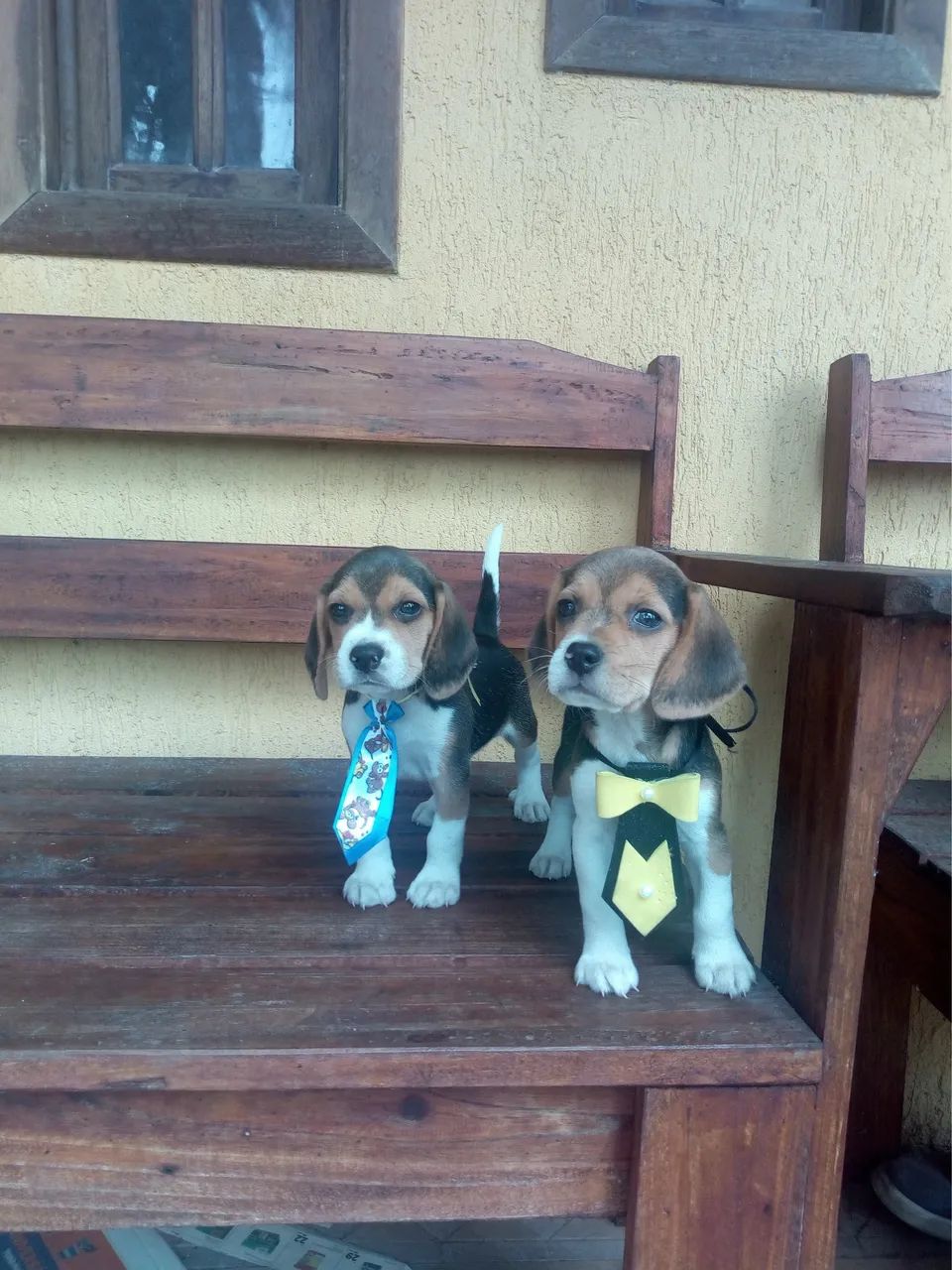 13 polegadas beagle tricolor Femea e macho pedigree  - Foto 2