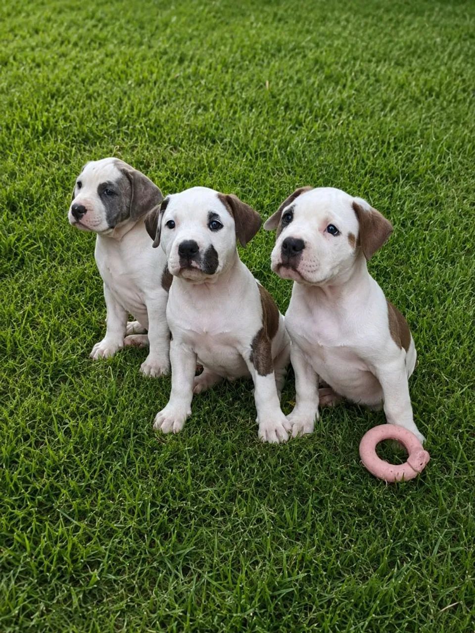 American Bully com Pitt Bull  - Foto 2