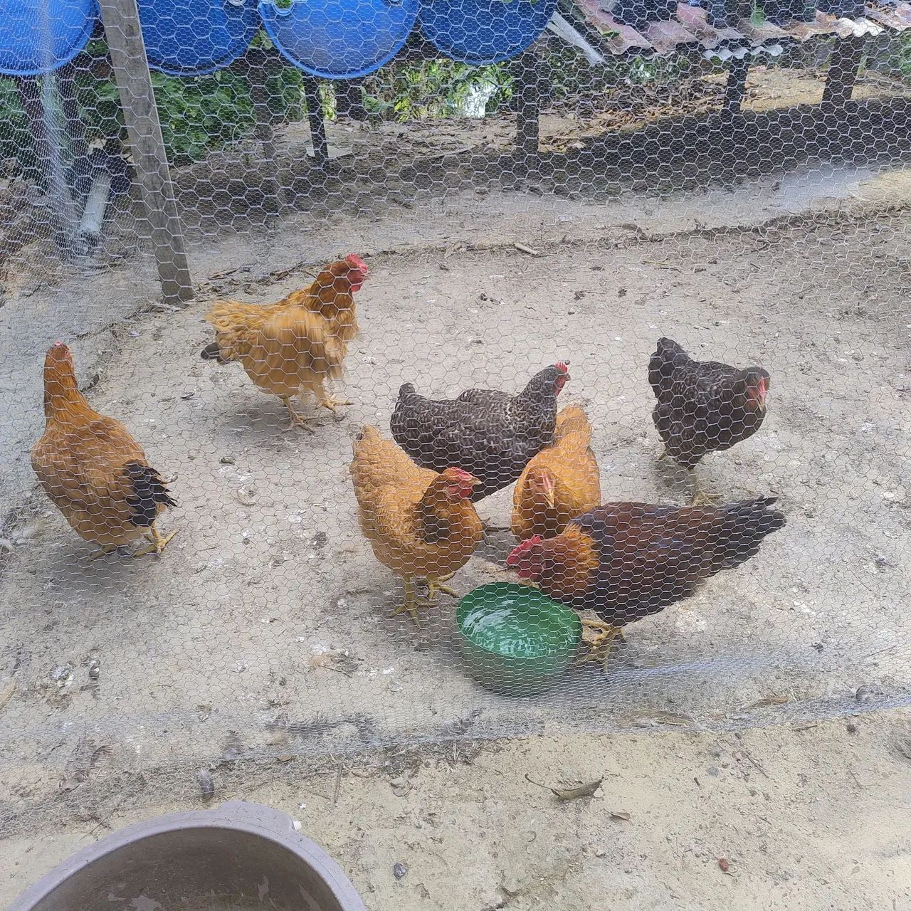 Galinhas 