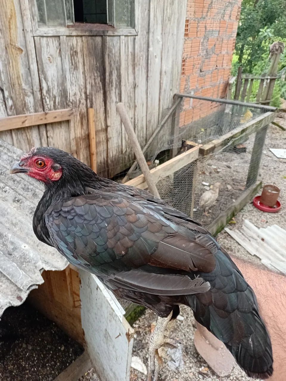 Garnize femeas - Foto 3