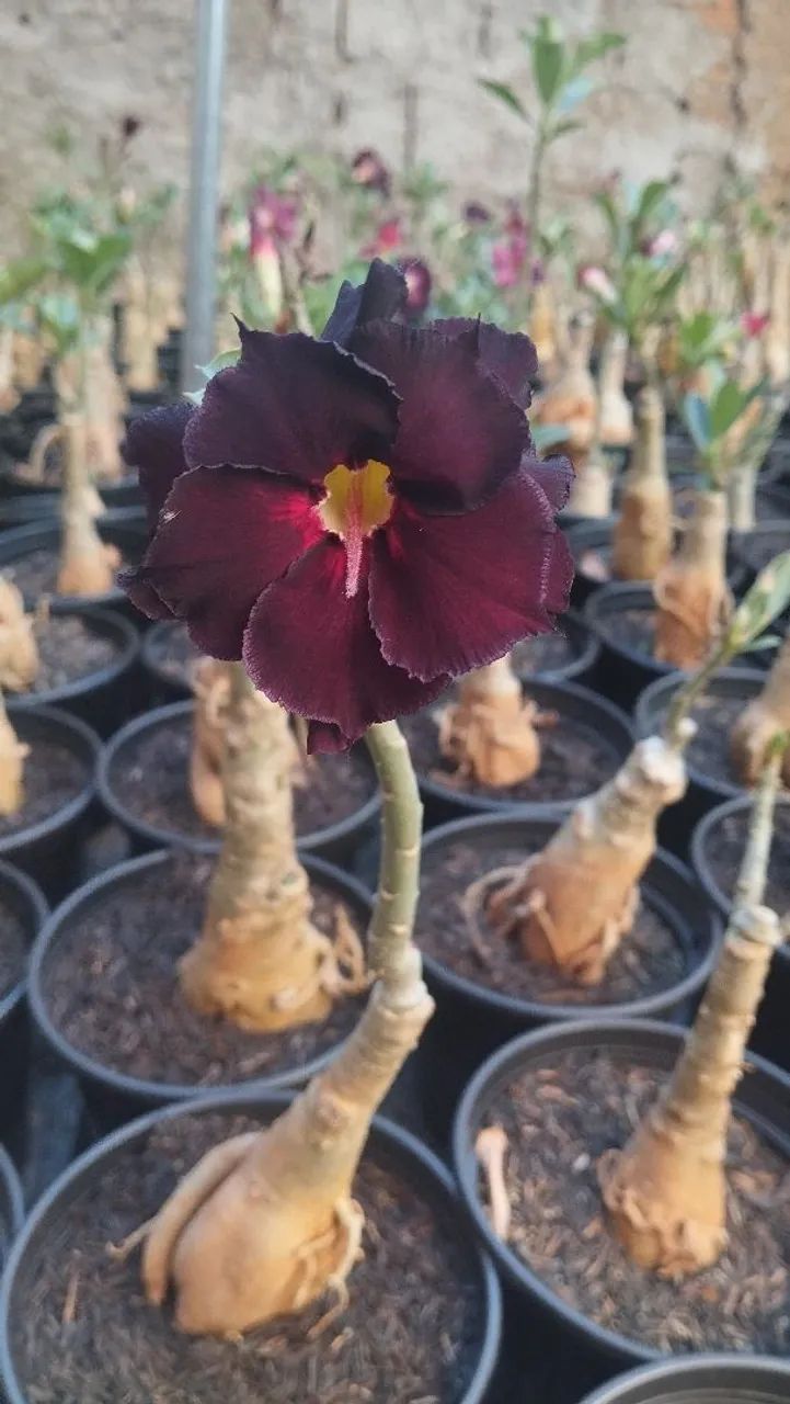 Rosa do Deserto  - Foto 3