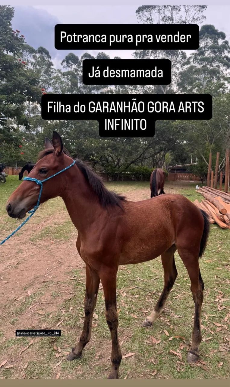 Potranca Pura filha American Trote , filha do Gora Arts Infinito (Argentino)