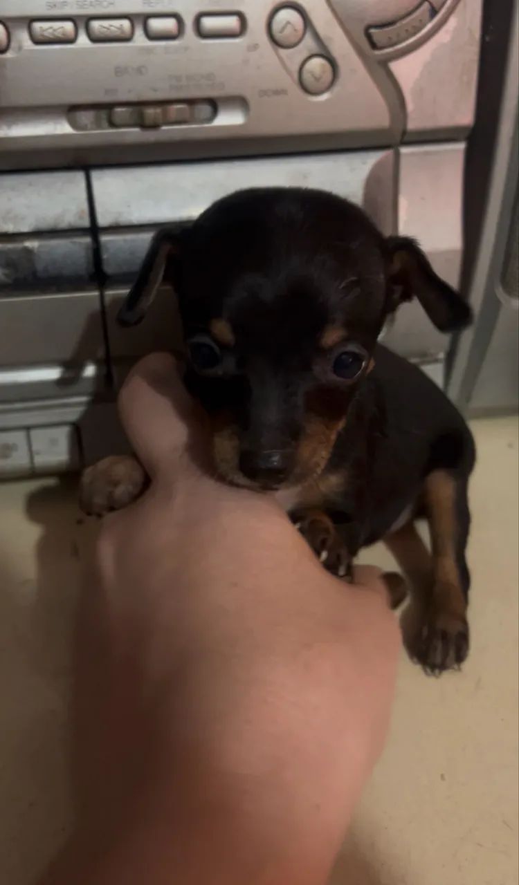 Pinscher macho 0 