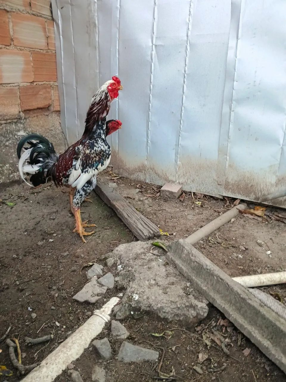 Galinha  - Foto 2