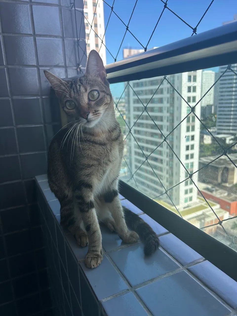 Gato p adoção  - Foto 2