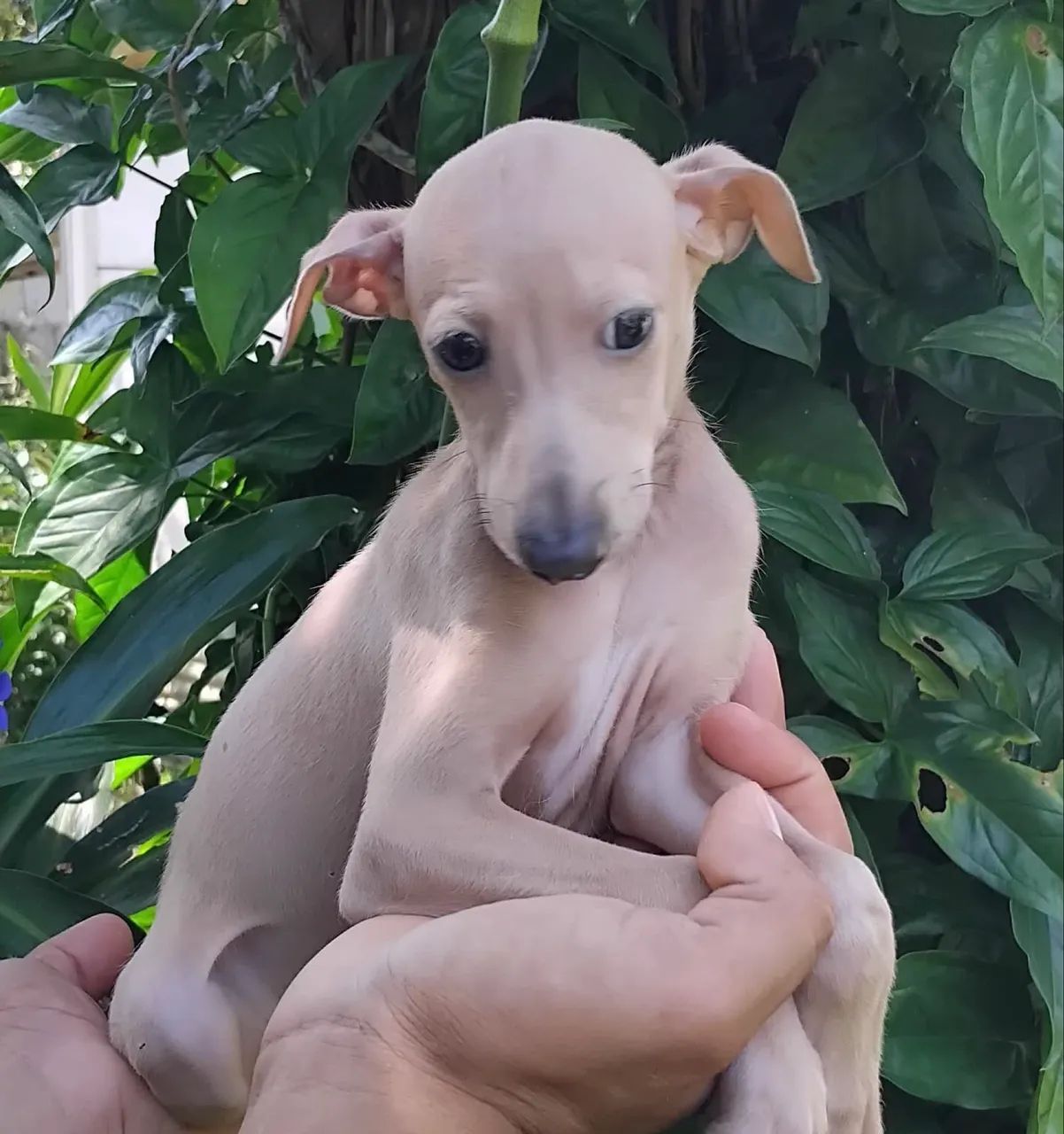 Sofisticação e beleza: Galgo Italiano machos - Foto 3