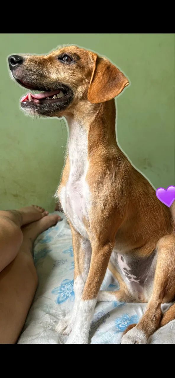 Cachorra Fêmea Vira Lata Porte Médio  - Foto 3
