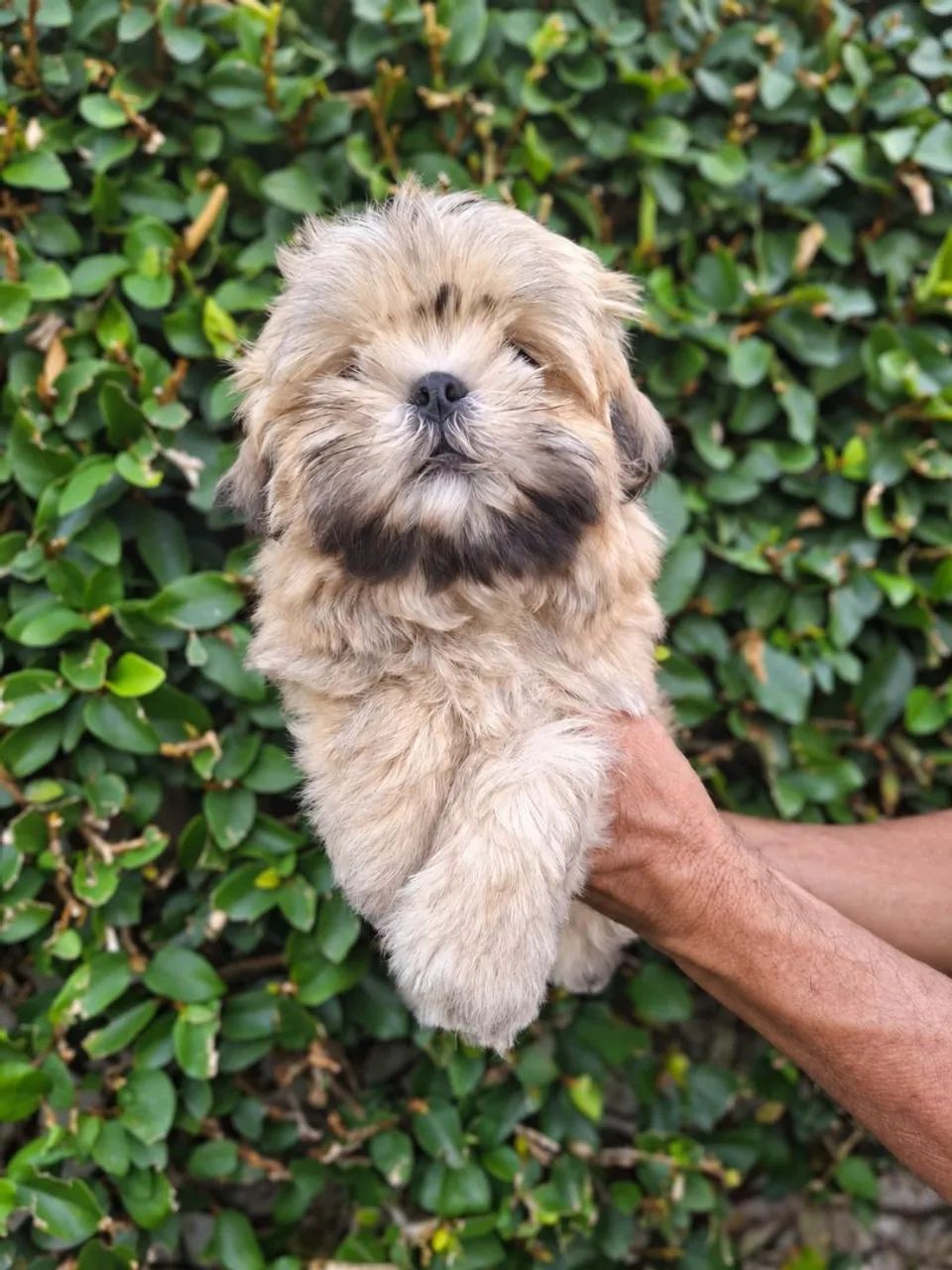 ShihTzu Macho - Foto 2