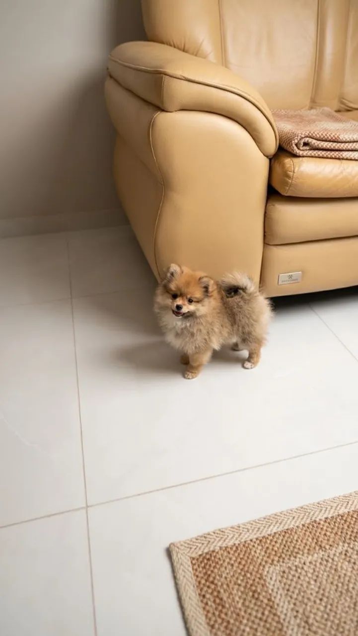 Spitz Alemão, machos!