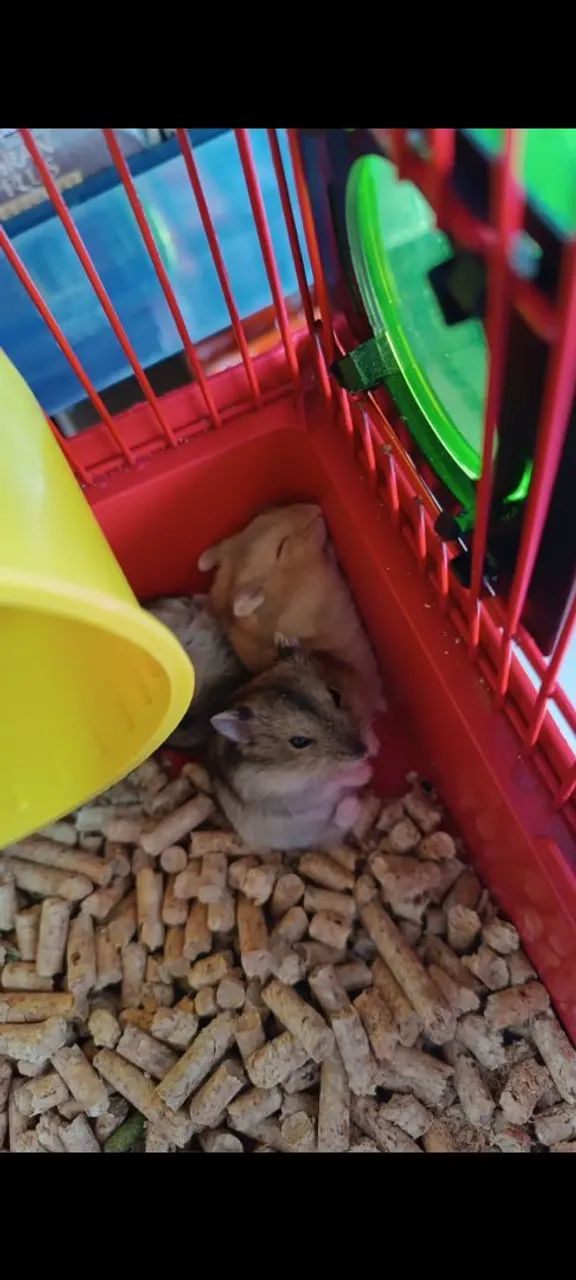 Gaiola hamster anão russo  - Foto 4