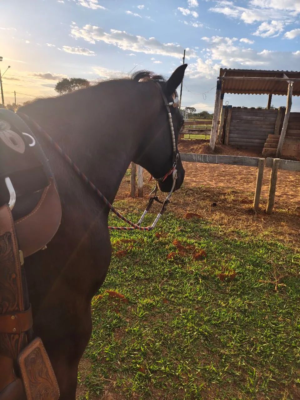 Cavalo Quarto de Milha Castrado  - Foto 3