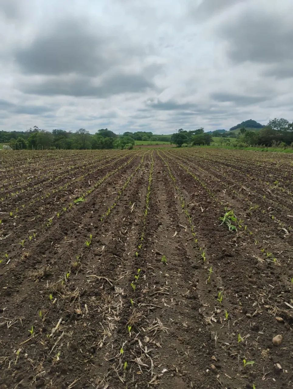 PLANTADEIRA  - Foto 4