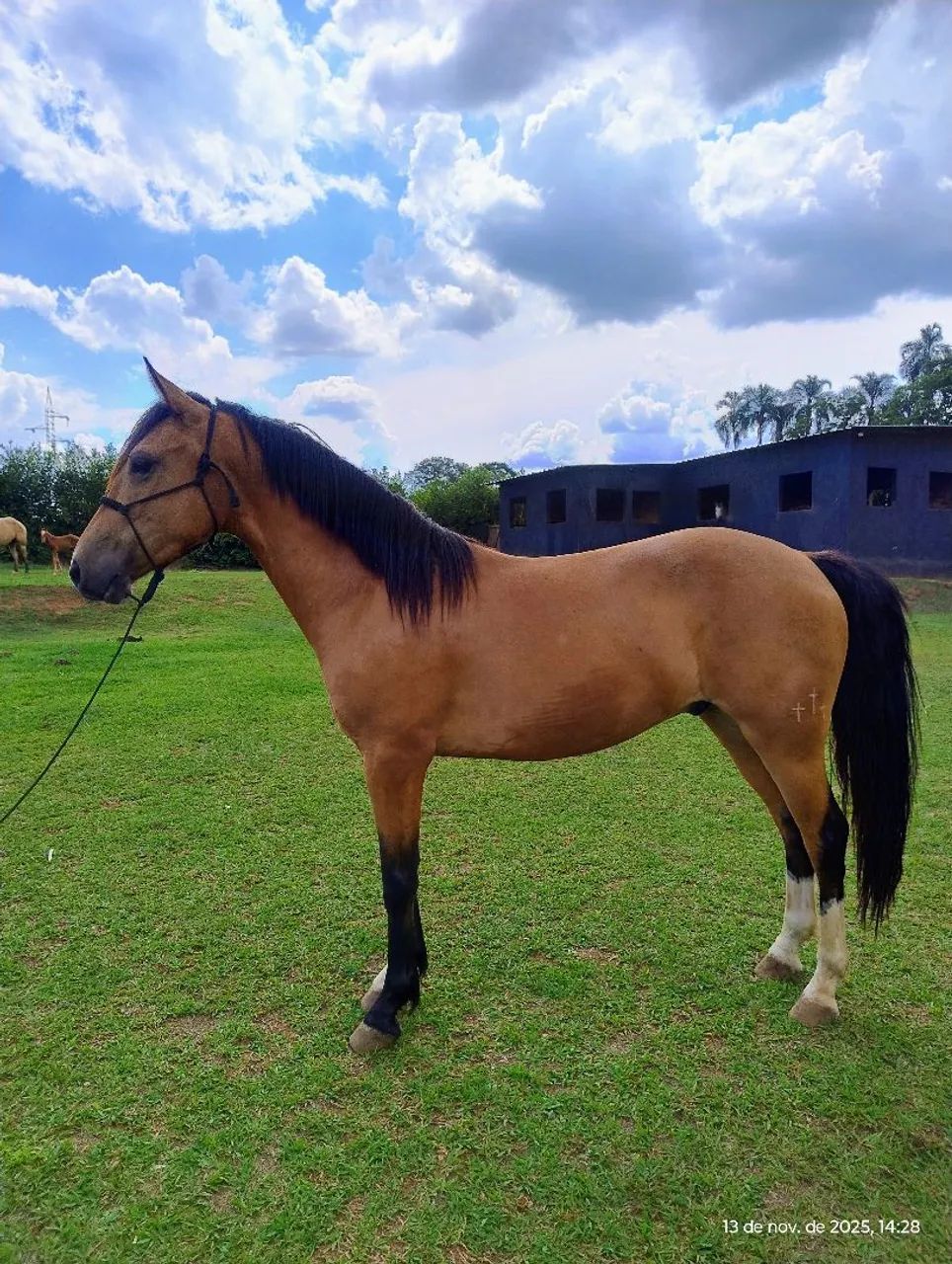 Cavalo Crioulo a Venda - Foto 2