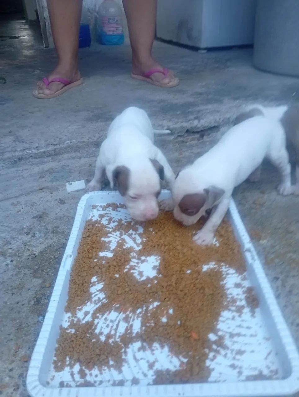 Filhotes de Pitbull  - Foto 4