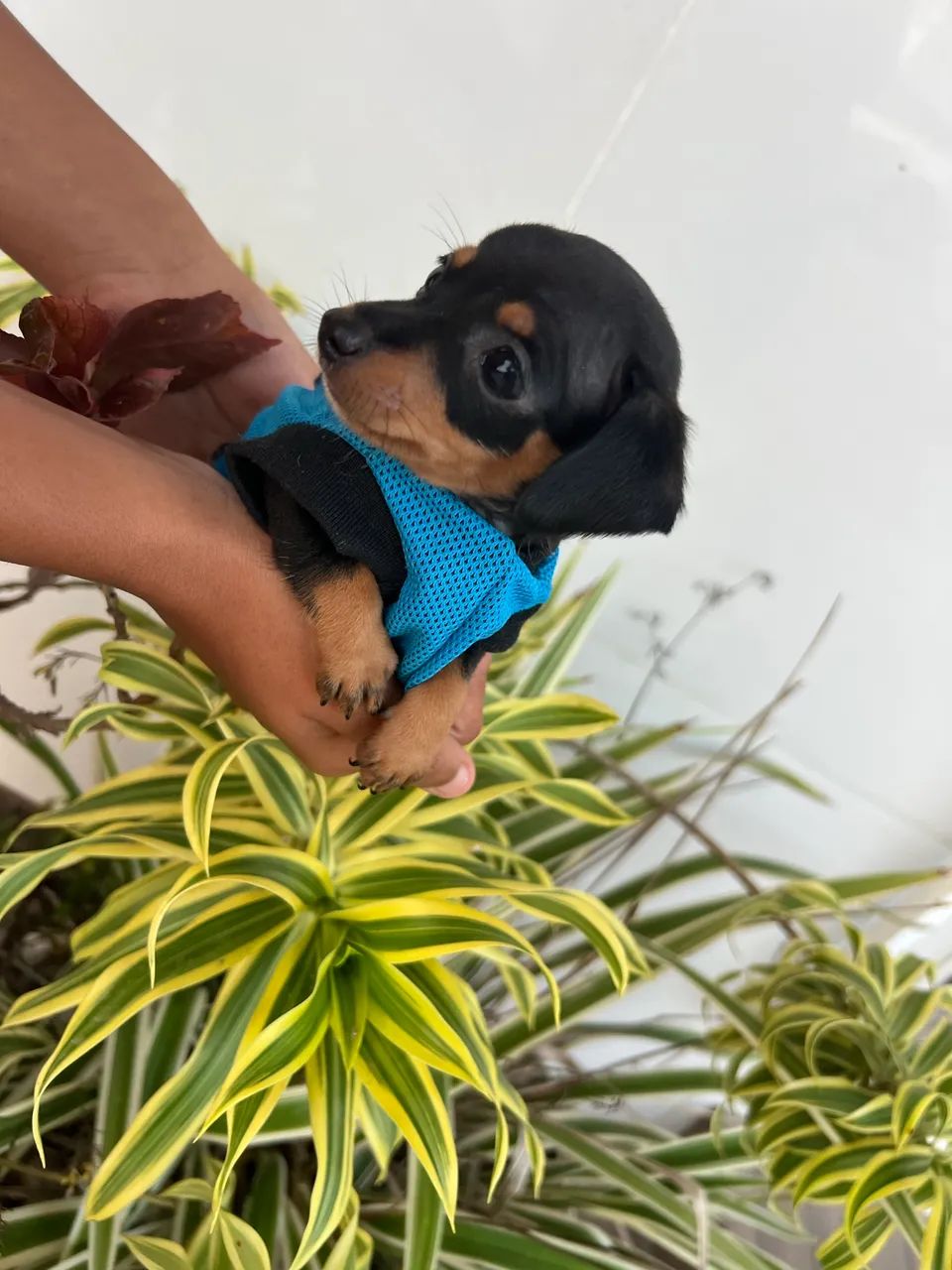 Pinscher macho disponível  - Foto 2