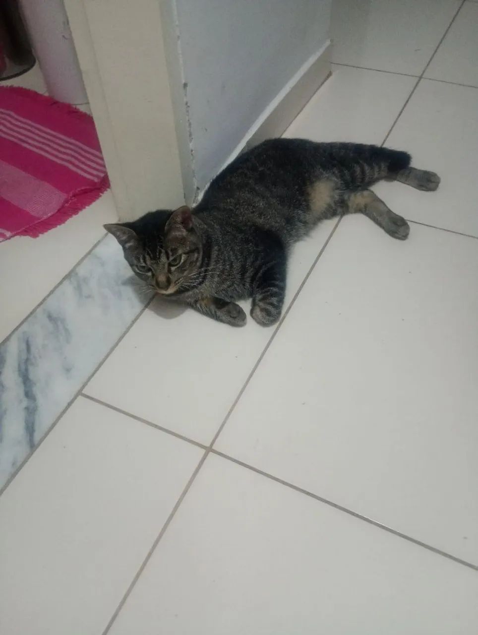 Doa-se gatinho lindo - Foto 2