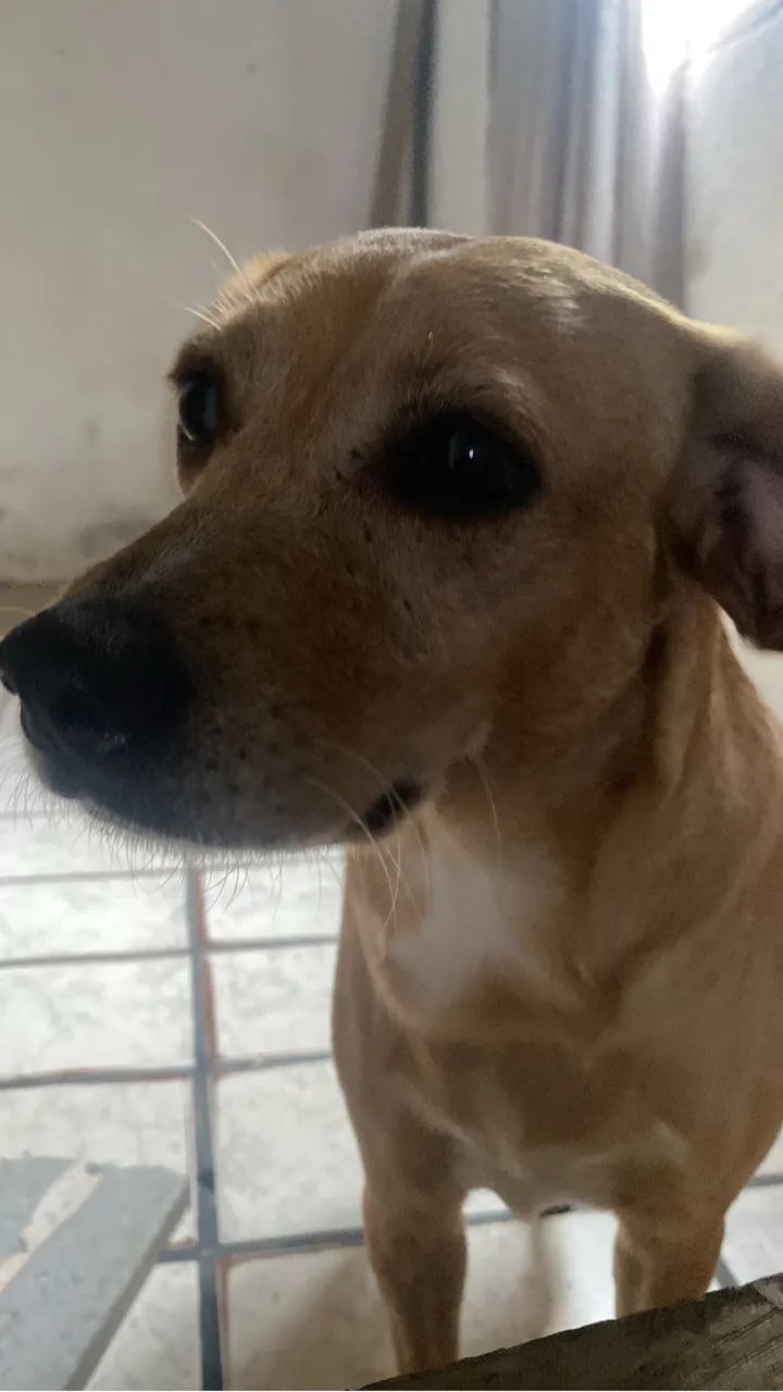 Adoção  - Foto 4