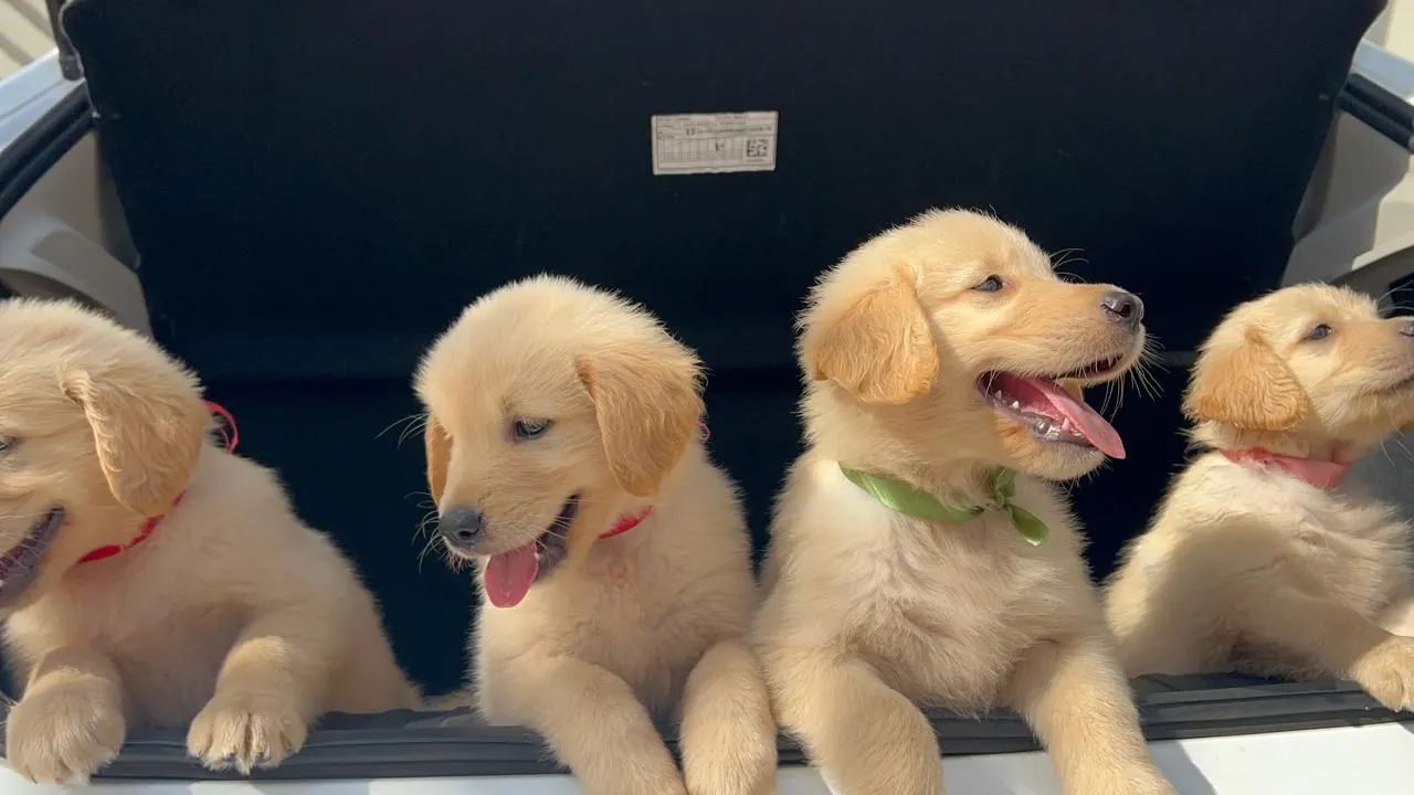 FILHOTES DE GOLDEN 
