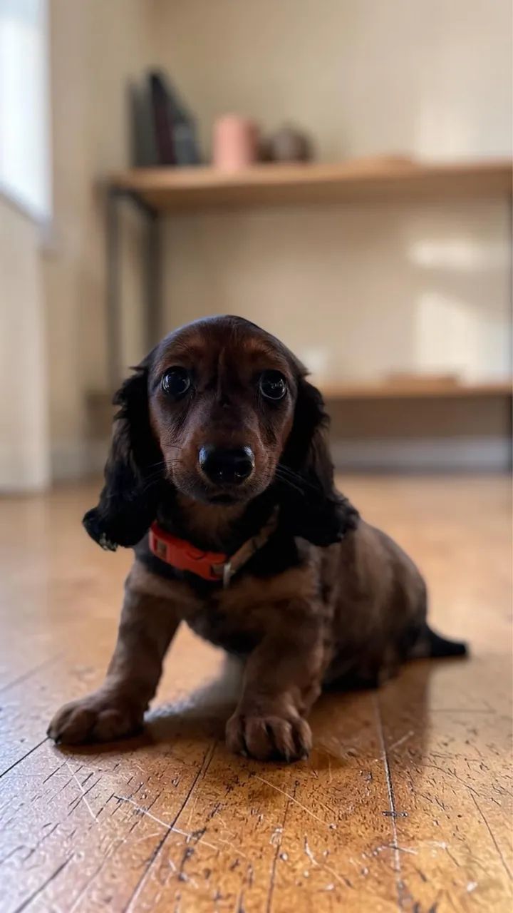 Daschund pelo longo  - Foto 5
