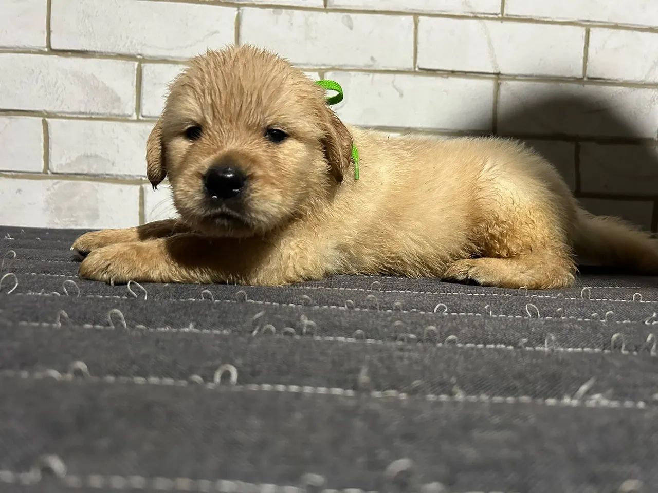 Golden  - Foto 2