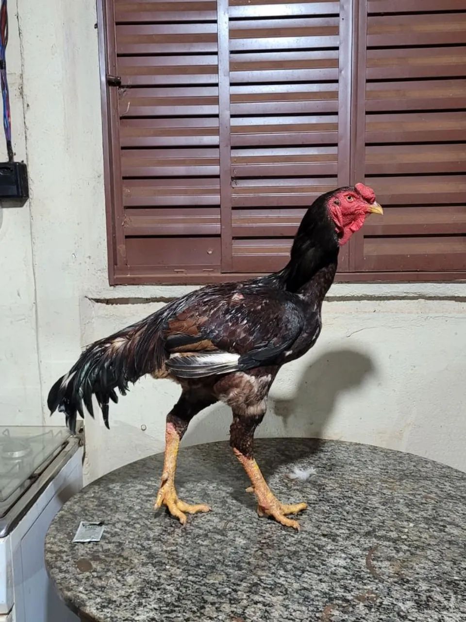Animais - Foto 5