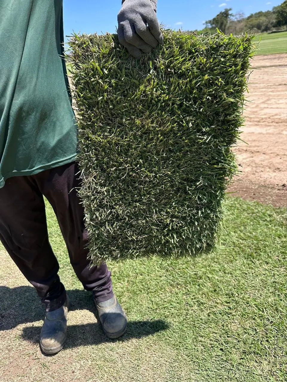 Grama esmeralda de alta qualidade 