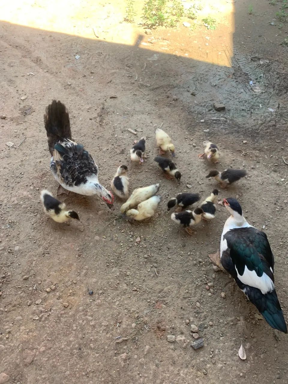 Vendo todos  - Foto 5