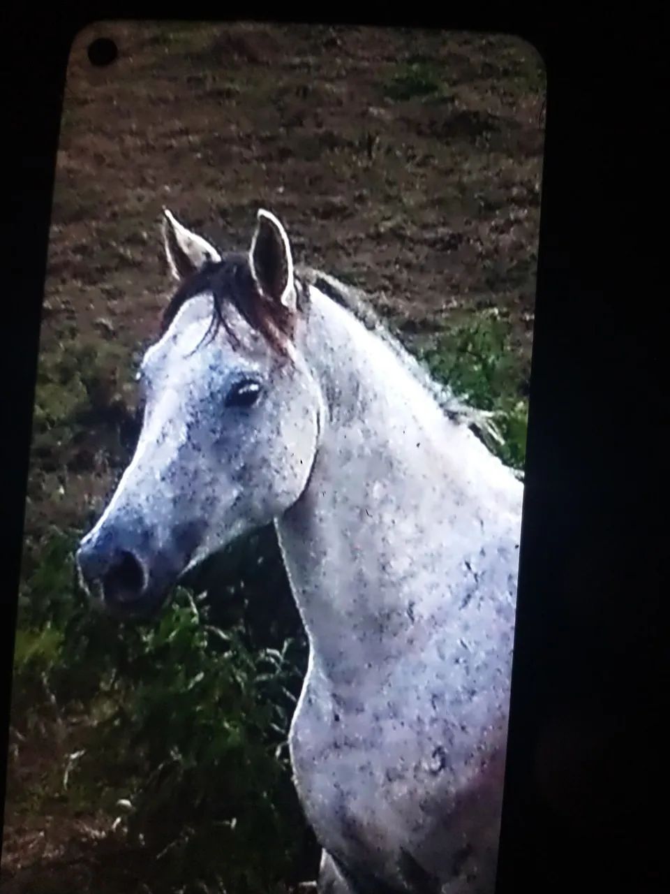 Vendendo  - Foto 4