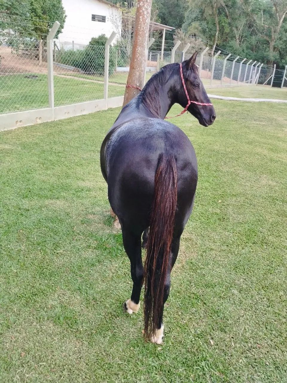 Cavalo Mangalarga Marchador registrado  - Foto 2