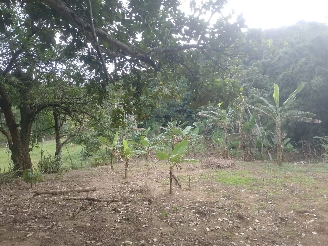 Vendo sítio em Jaceruba