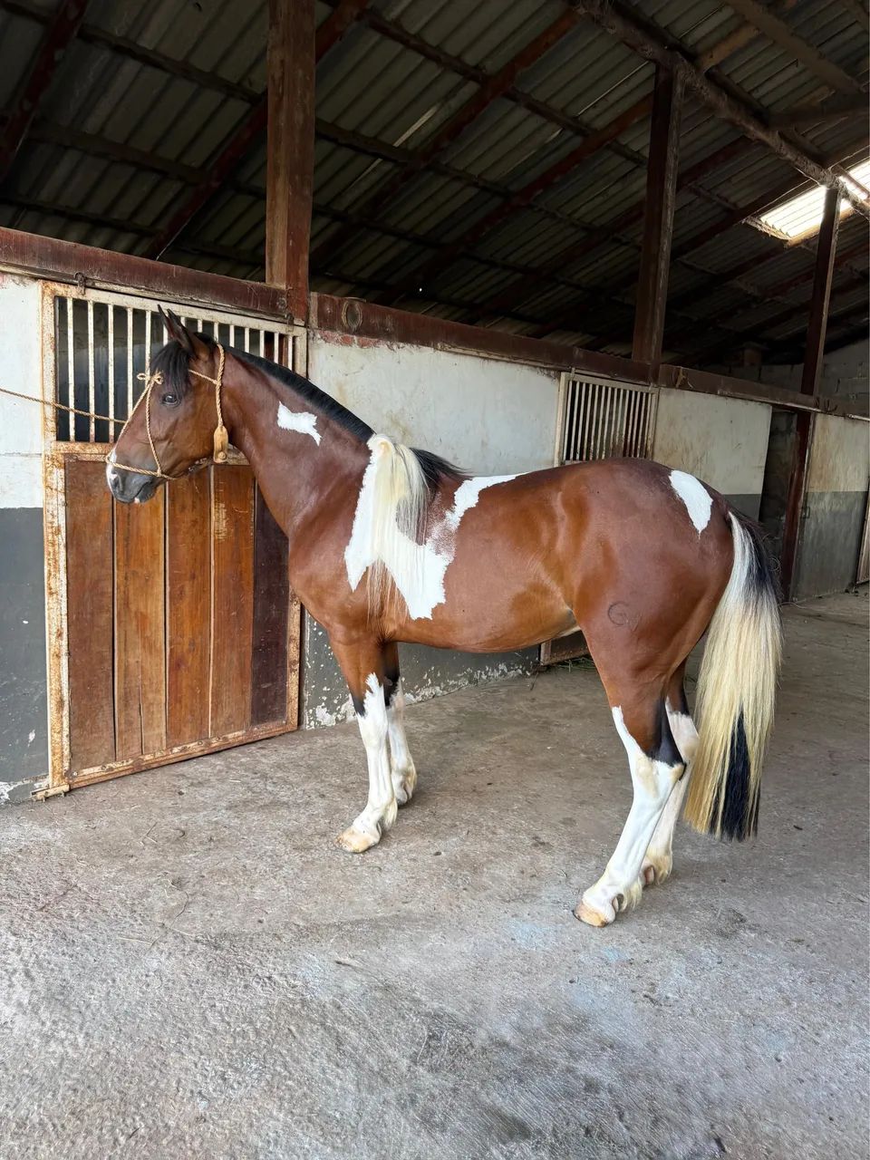 CAVALO CRIOULO REGISTRADO - Foto 3