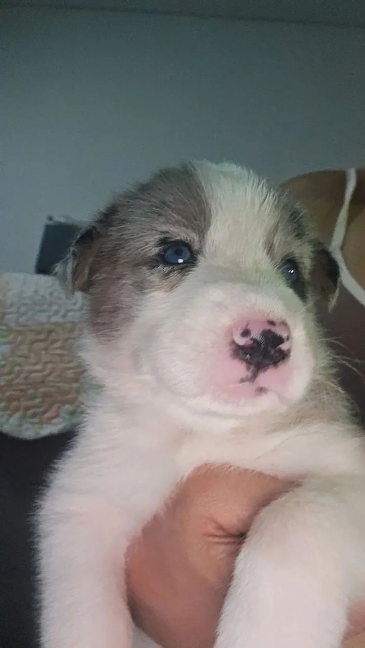 Borde collie - Foto 2