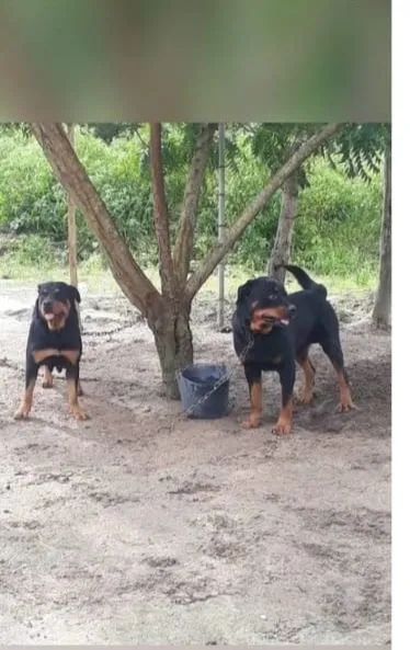 Vendo filhote de rottweiler macho  - Foto 3