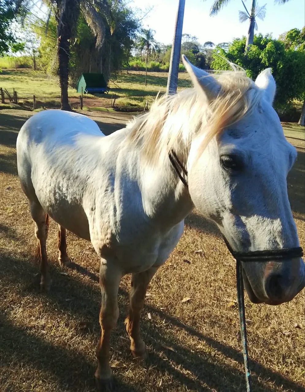 cavalo branco 