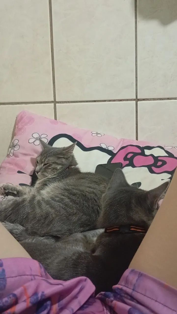 Doe se gato  - Foto 3