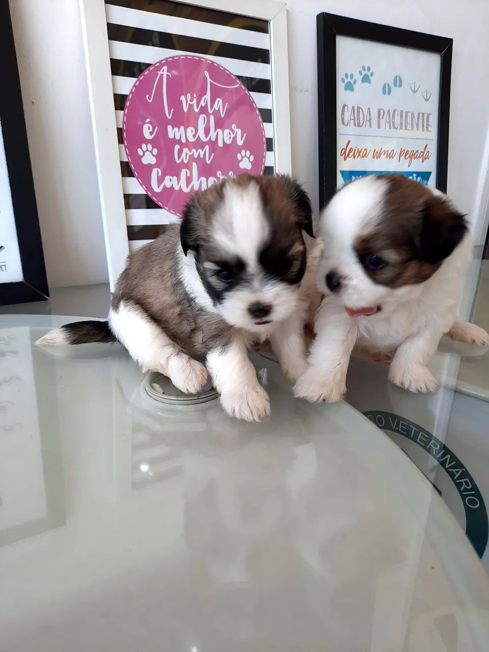 Shih Tzu micro com pedigree! - Foto 4
