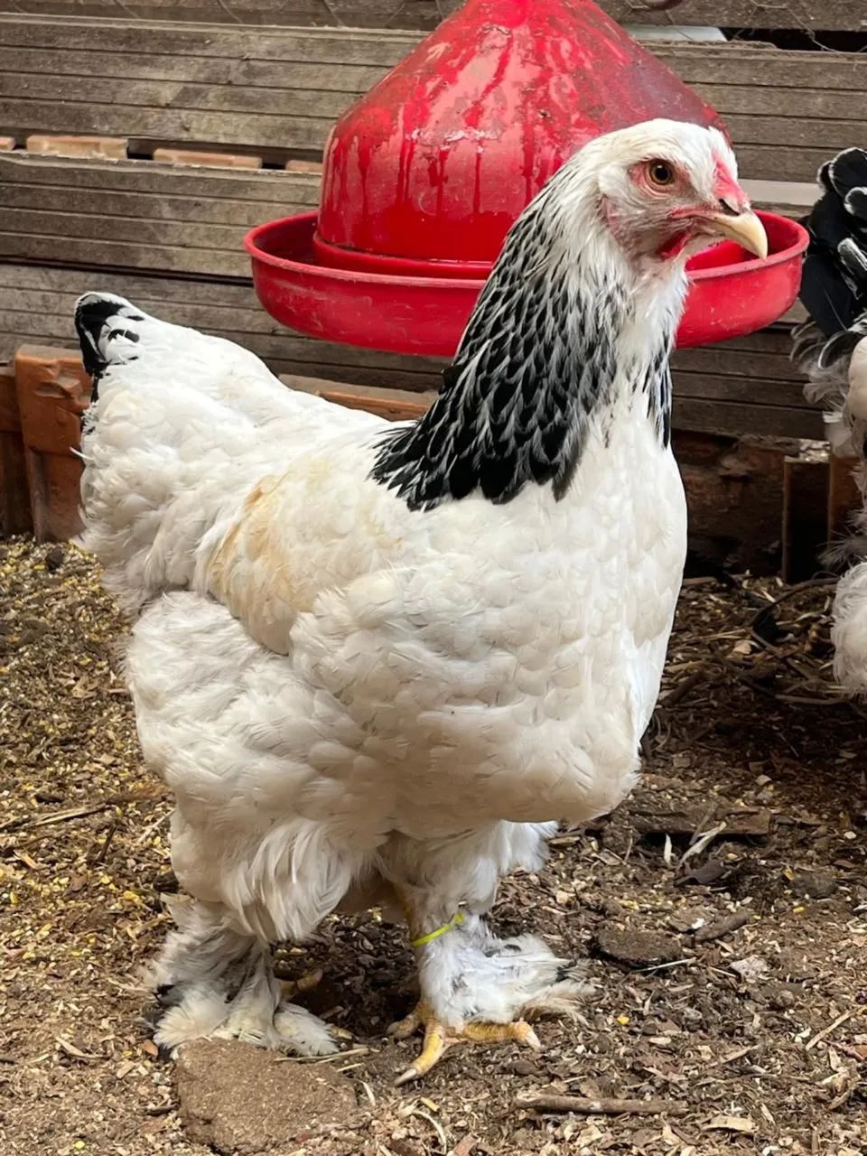 Vendo ovos galados de Brahma  - Foto 6