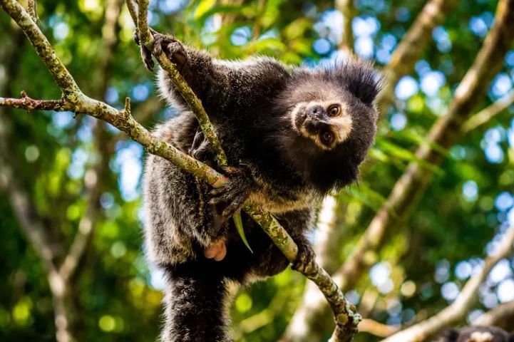 Sítios, Chácaras e Suítes Guapimirim  - Foto 5