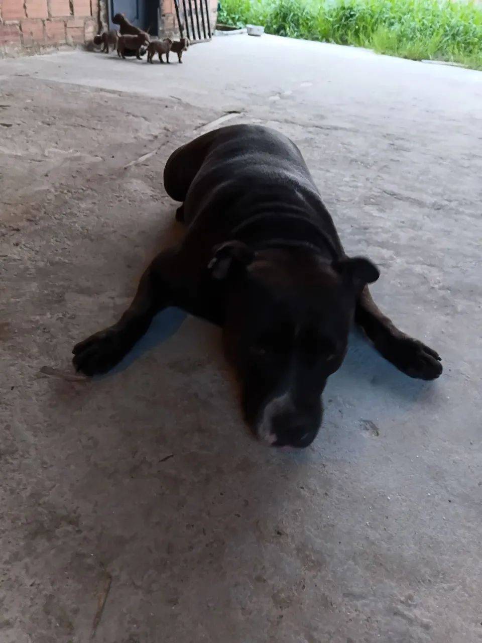 FILHOTES DE AMERICAN BULLY E PIT MONSTER