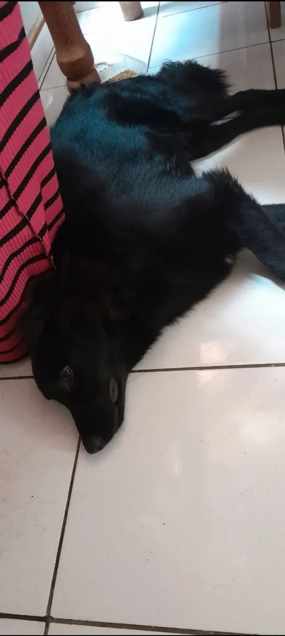 Estou doando - Foto 5