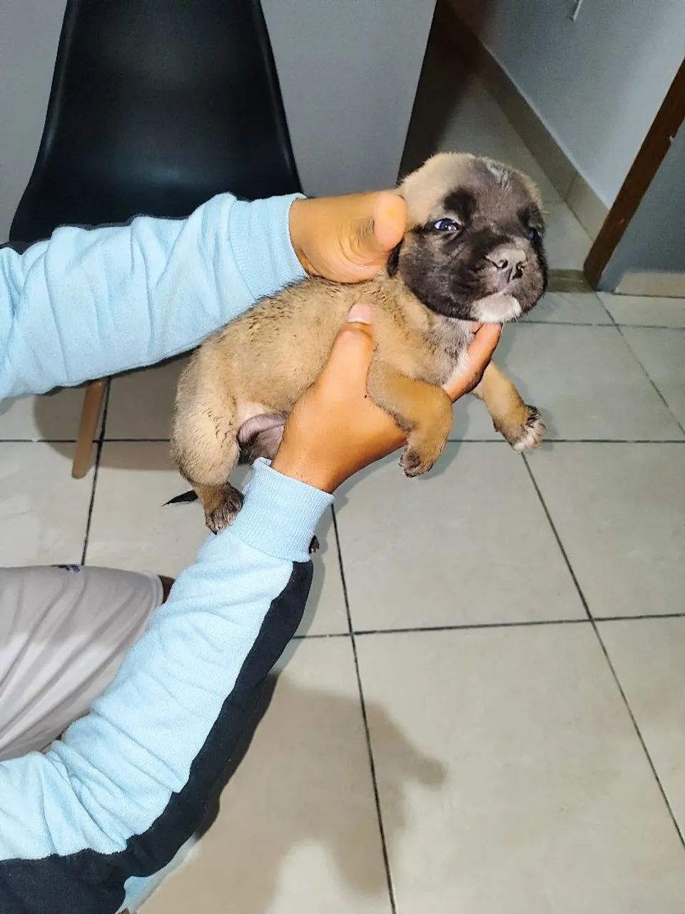 Cachorro  - Foto 4