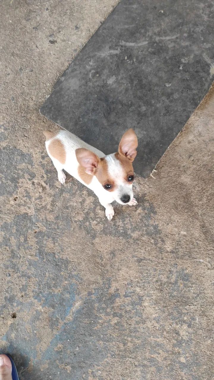 Filhtes pinscher 0