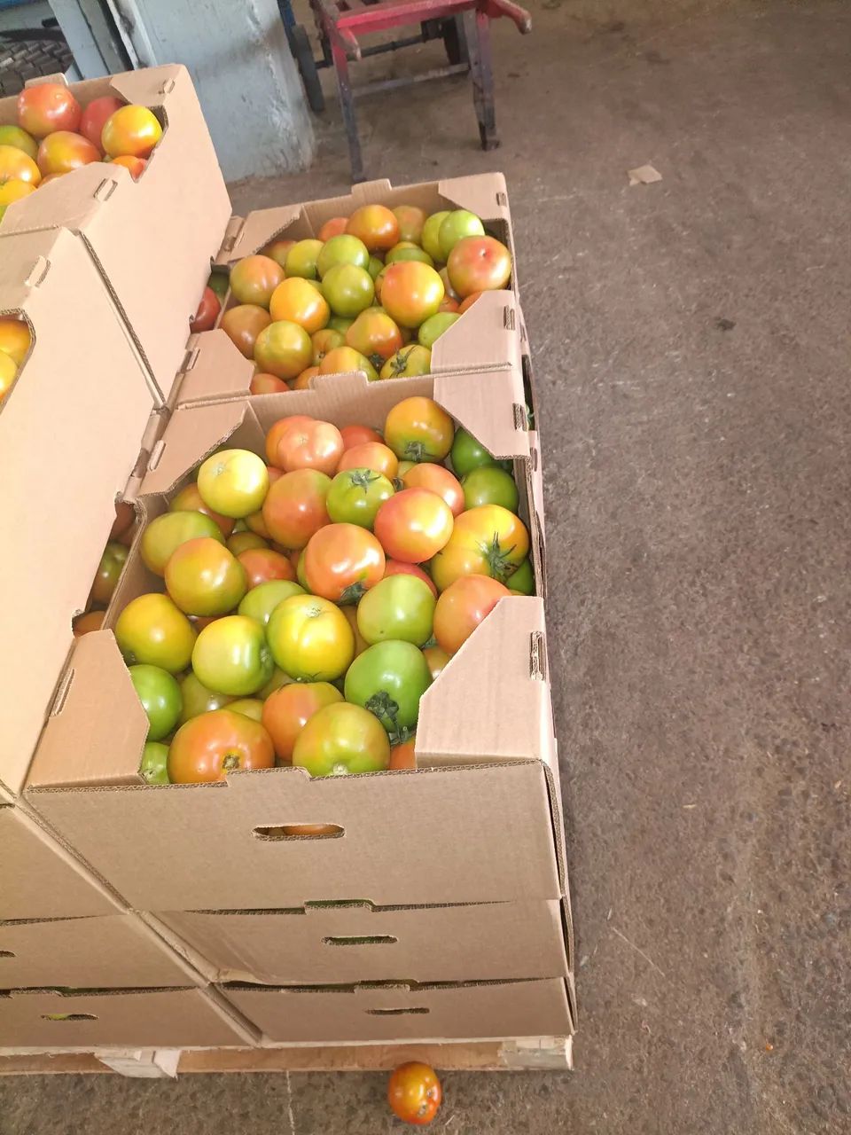 Caixa de tomate direto do produtor cobrimos qualquer orçamento  - Foto 3